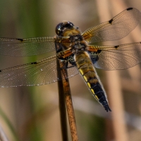 Four spotted Chaser