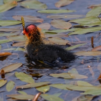 Coots