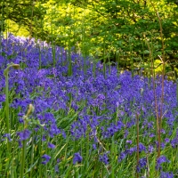 Blue bell woods