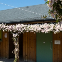 Campsite shower block well decorated with live floweres