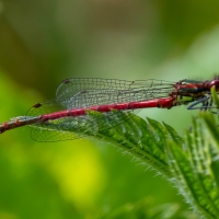 Blue damselflies