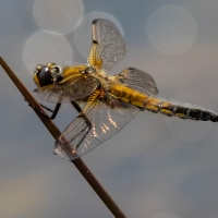 Four spotted Chaser