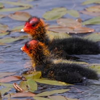 Coots