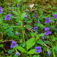 Blue bell woods