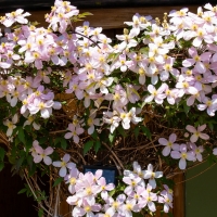 Campsite shower block well decorated with live floweres