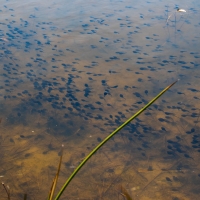 More Tadpoles