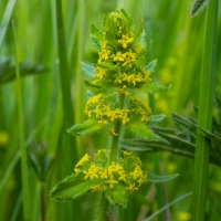 Crosswort