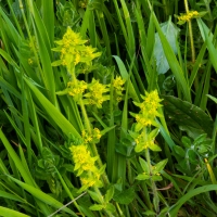 Crosswort