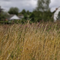 Balsham Manor Maze