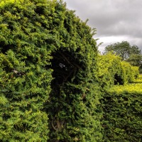 Balsham Manor Maze
