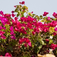 Aswan