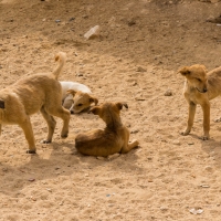 Pyramid dogs