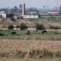 Nile, Cairo to Beni-Suif