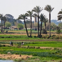Nile, Cairo to Beni-Suif