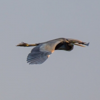 Purple Heron