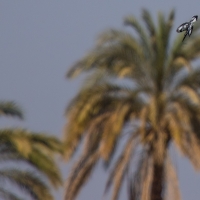 Pied Kingfisher