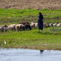 Nile River Scenes