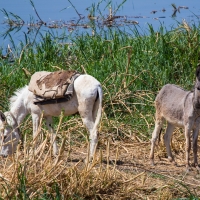 River Nile Scenes