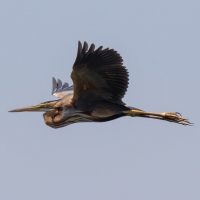 Purple Heron