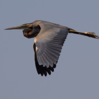 Purple Heron