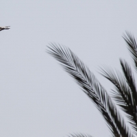 Hoopoe