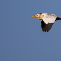 Squacco Heron