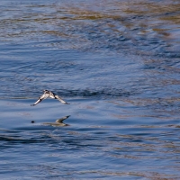 Pied Kingfisher