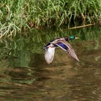 Mallard