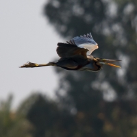 Purple Heron