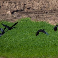 Glossy Ibis