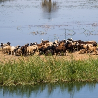 River Nile Scenes