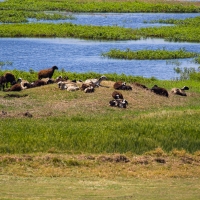 River Nile Scenes