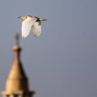 Squacco Heron