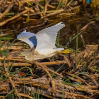 Squacco Heron