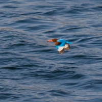 White Throated Kingfisher