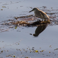 Squacco Heron