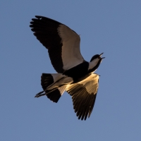 Spur-winged Plover