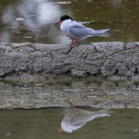 La Trinite-sur-Mer