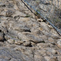 Rosso Ammonitico Veronese Formation, Dignes-les-Bains