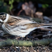 Reed Bunting