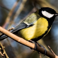 Coal Tit