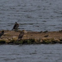 RSPB Snettisham