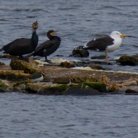 RSPB Snettisham