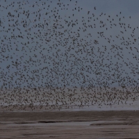 RSPB Snettisham