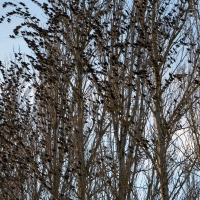 Starlings