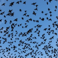 Starlings