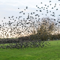 Starlings