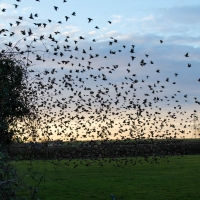 Starlings