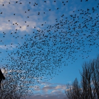 Starlings