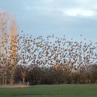 Starlings